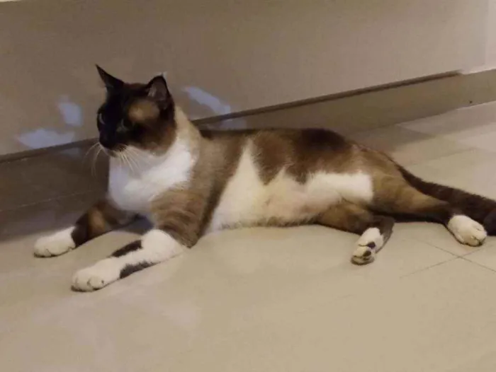 Gato ra a Misturado idade 1 ano nome Myke
