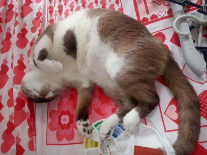Gato ra a Misturado idade 1 ano nome Myke