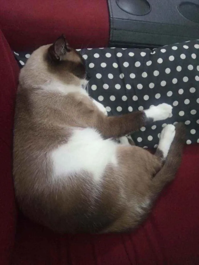 Gato ra a Misturado idade 1 ano nome Myke