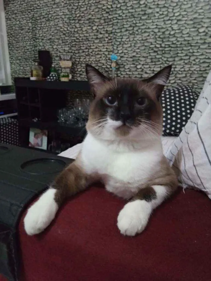 Gato ra a Misturado idade 1 ano nome Myke