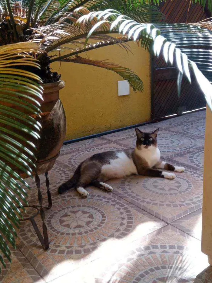 Gato ra a Misturado idade 1 ano nome Myke