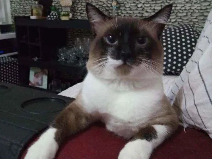 Gato ra a Misturado idade 1 ano nome Myke