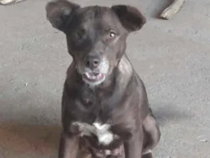 Cachorro raça Mestiça  idade 3 anos nome Marrom 