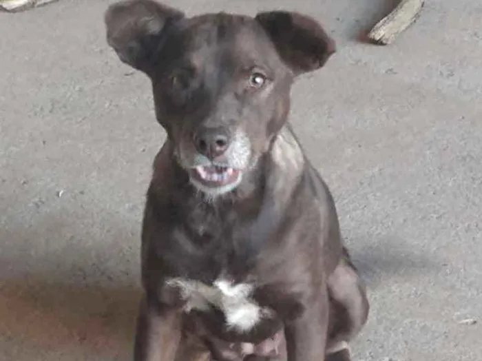 Cachorro ra a Mestiça  idade 3 anos nome Marrom 