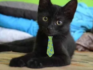 Gato raça SRD idade 2 a 6 meses nome Júlio 