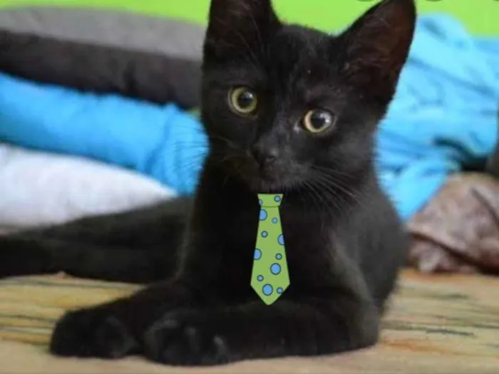 Gato ra a SRD idade 2 a 6 meses nome Júlio 