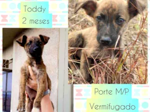 Cachorro raça SRD idade 2 a 6 meses nome Toddy