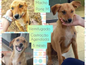Cachorro raça SRD idade 2 a 6 meses nome Paçoca 