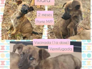 Cachorro raça SRD idade 2 a 6 meses nome Kiara