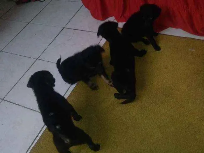 Cachorro ra a Vira latas idade 2 a 6 meses nome Sem nomes