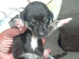 Cachorro raça Srd  idade Abaixo de 2 meses nome Neném 