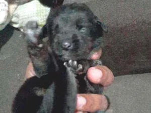 Cachorro raça Sem raça definida  idade Abaixo de 2 meses nome Neguinho
