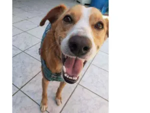 Cachorro raça Sem raça definida  idade 7 a 11 meses nome Pingo