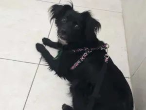 Cachorro raça srd idade 6 ou mais anos nome Jenny