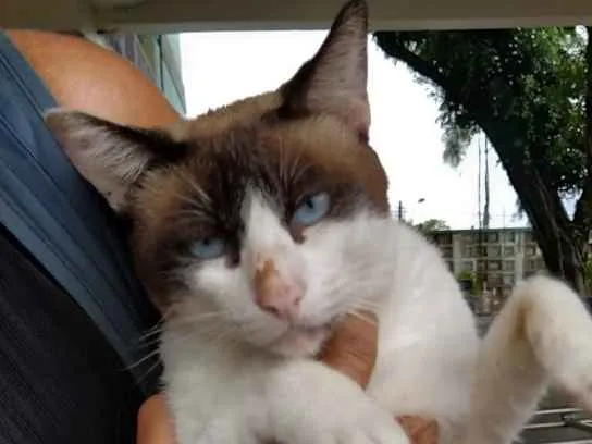 Gato ra a srd idade 1 ano nome Irmão