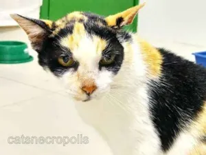 Gato raça srd idade 6 ou mais anos nome Trica