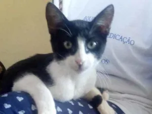 Gato raça SRD idade 2 a 6 meses nome Luca 