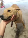 Lala