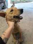 Lala