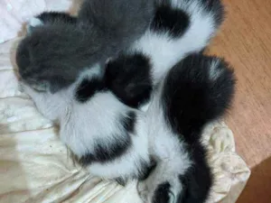 Gato raça Vira lata idade Abaixo de 2 meses nome Gatinhos bebês