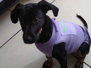 Cachorro raça SRD idade 2 a 6 meses nome Meg