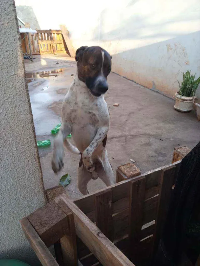 Cachorro ra a Vila bradileiro idade 3 anos nome Thanus