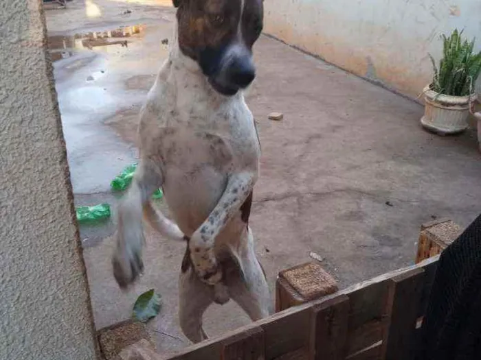 Cachorro ra a Vila bradileiro idade 3 anos nome Thanus