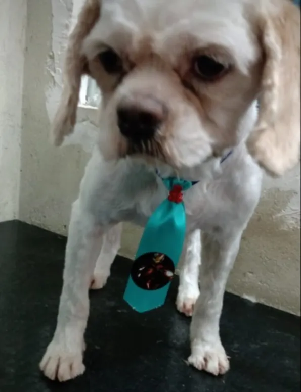 Cachorro ra a LhasaApso idade 3 anos nome Dora e Titus