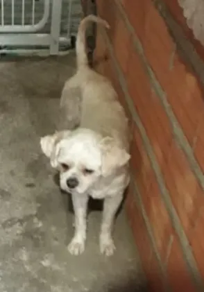 Cachorro ra a LhasaApso idade 3 anos nome Dora e Titus
