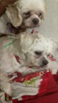 Dora e Titus