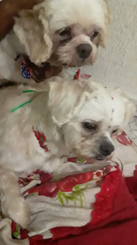 Cachorro ra a LhasaApso idade 3 anos nome Dora e Titus