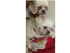 Cachorro raça LhasaApso idade 3 anos nome Dora e Titus