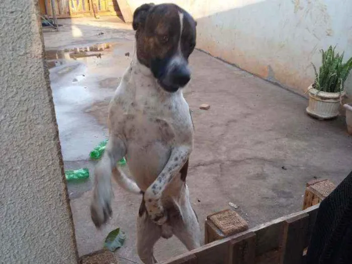 Cachorro ra a Vila bradileiro idade 3 anos nome Thanus