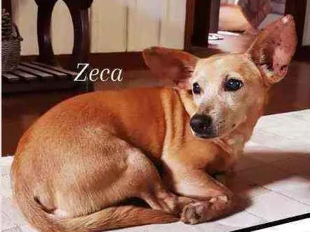Cachorro ra a srd idade 6 ou mais anos nome Zeca