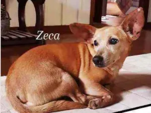 Cachorro raça srd idade 6 ou mais anos nome Zeca