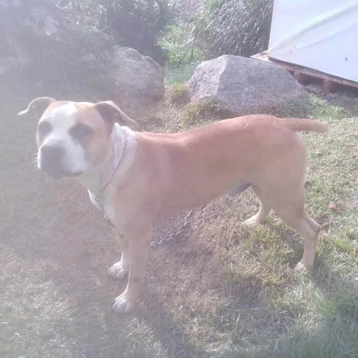 Cachorro ra a Pitbul idade 4 anos nome Não sei 