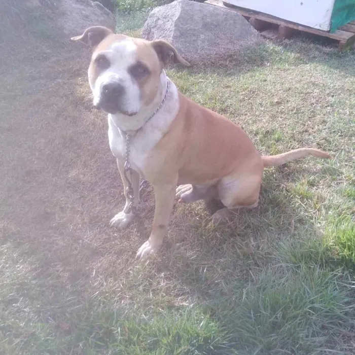 Cachorro ra a Pitbul idade 4 anos nome Não sei 