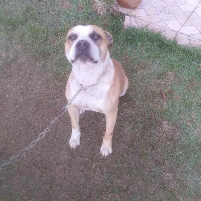 Cachorro ra a Pitbul idade 4 anos nome Não sei 