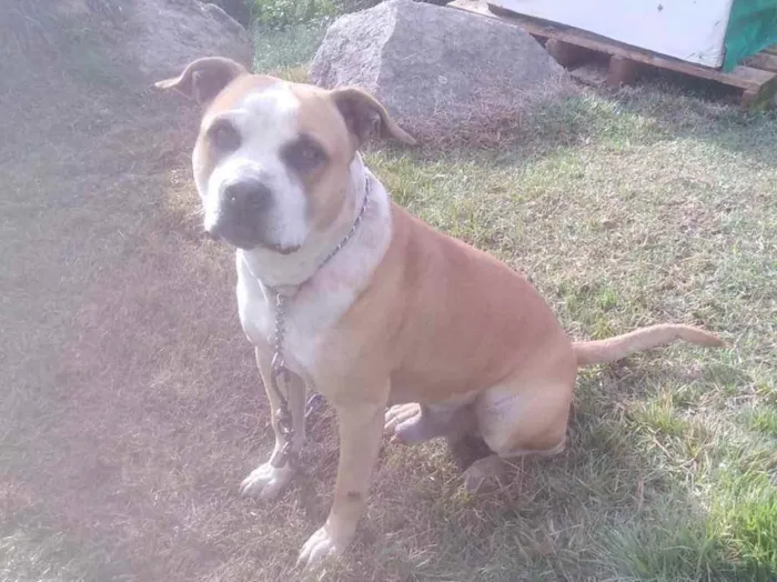 Cachorro ra a Pitbul idade 4 anos nome Não sei 