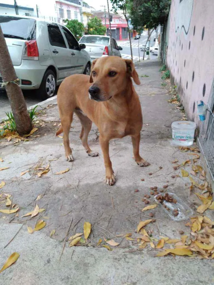 Cachorro raça SRD idade 2 anos nome Deisy