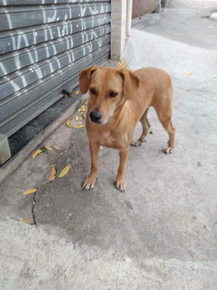 Cachorro raça SRD idade 2 anos nome Deisy