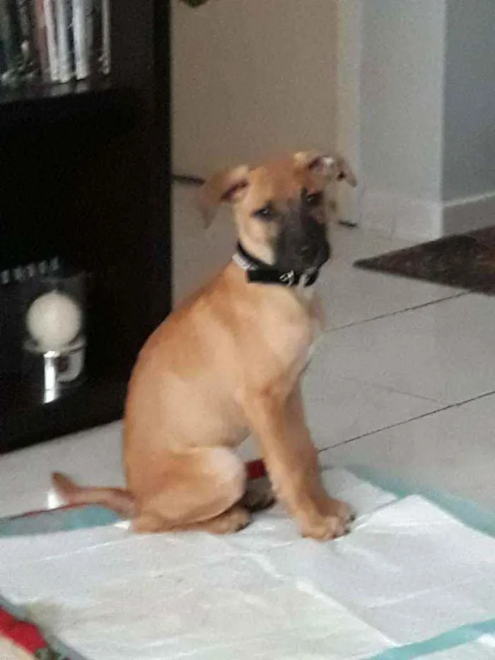 Cachorro ra a SRD idade 2 a 6 meses nome João 