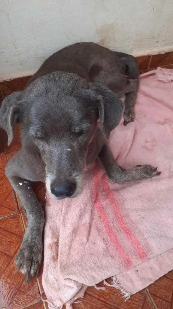 Cachorro ra a Sem raça definida idade  nome Não tem nome 