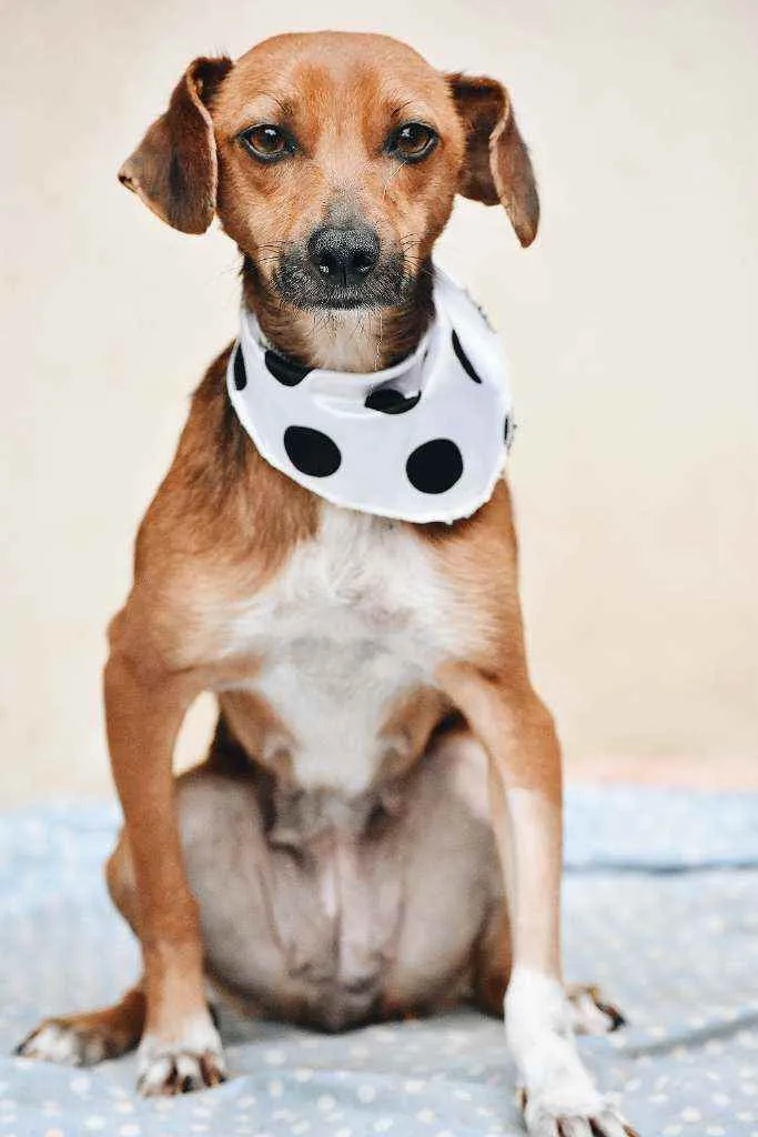 Cachorro ra a SRD idade 1 ano nome Olivia 