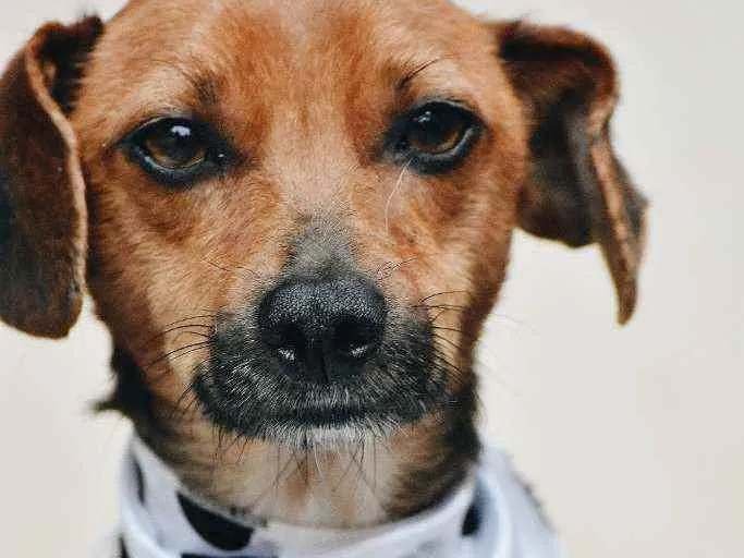 Cachorro ra a SRD idade 1 ano nome Olivia 