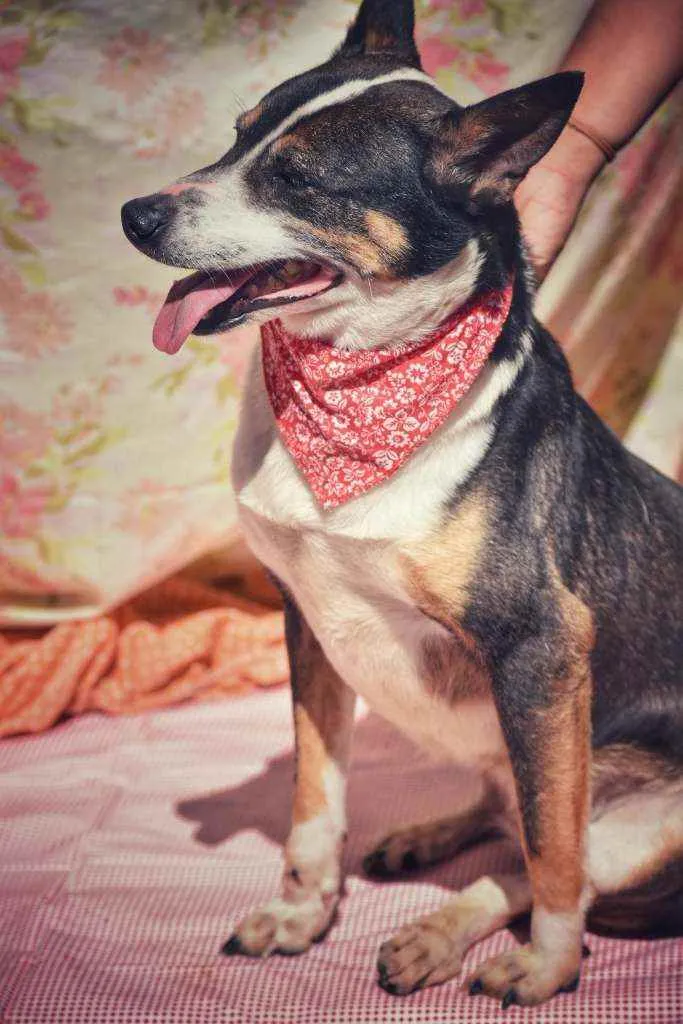Cachorro ra a SRD idade 4 anos nome Benta 