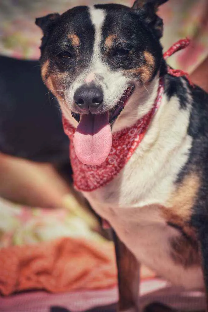 Cachorro ra a SRD idade 4 anos nome Benta 