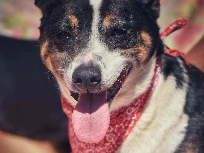 Cachorro ra a SRD idade 4 anos nome Benta 