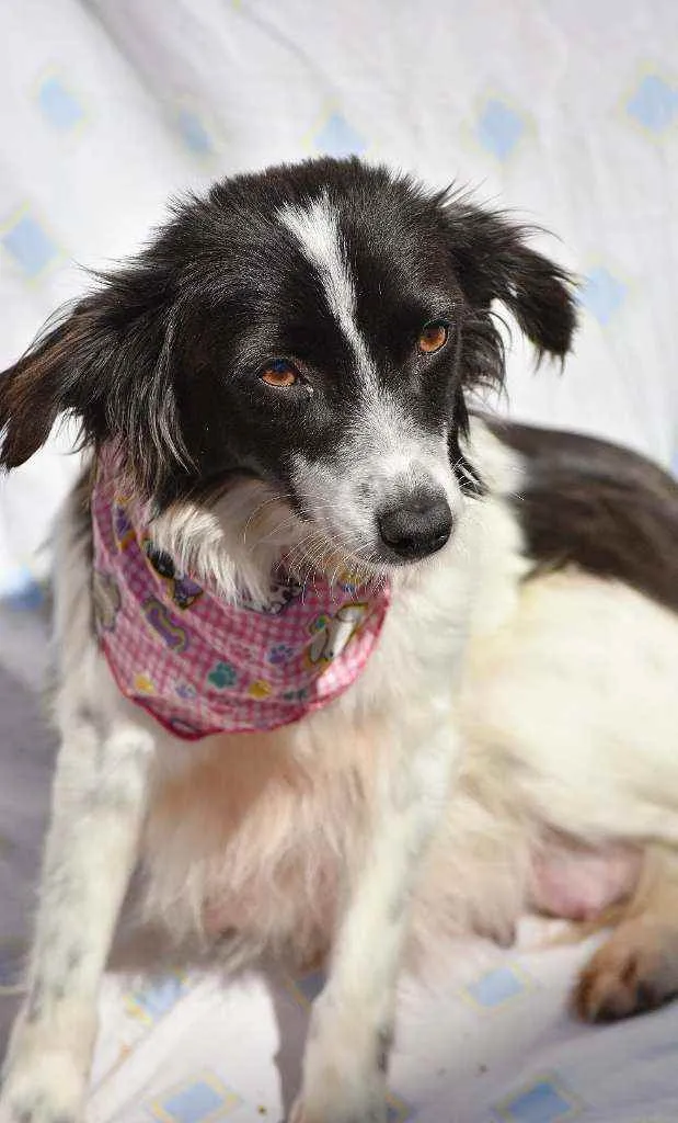 Cachorro ra a SRD idade 1 ano nome Ramona