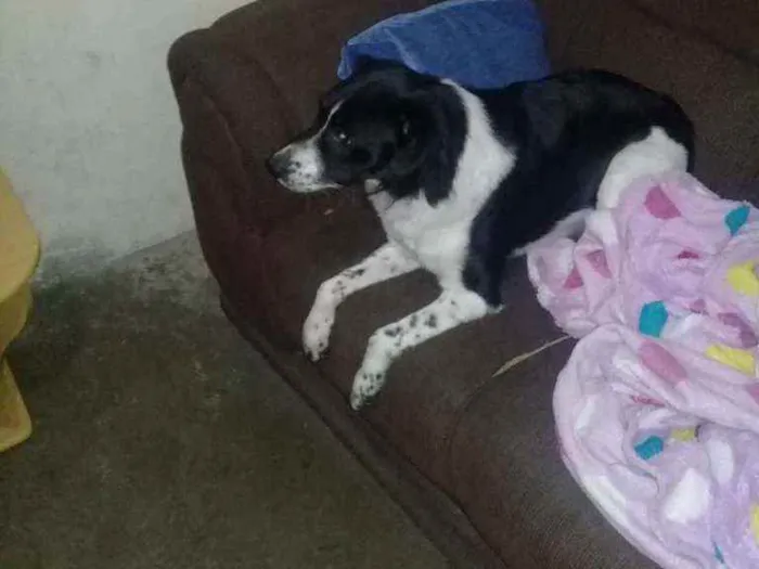 Cachorro ra a SRD idade 7 a 11 meses nome ??